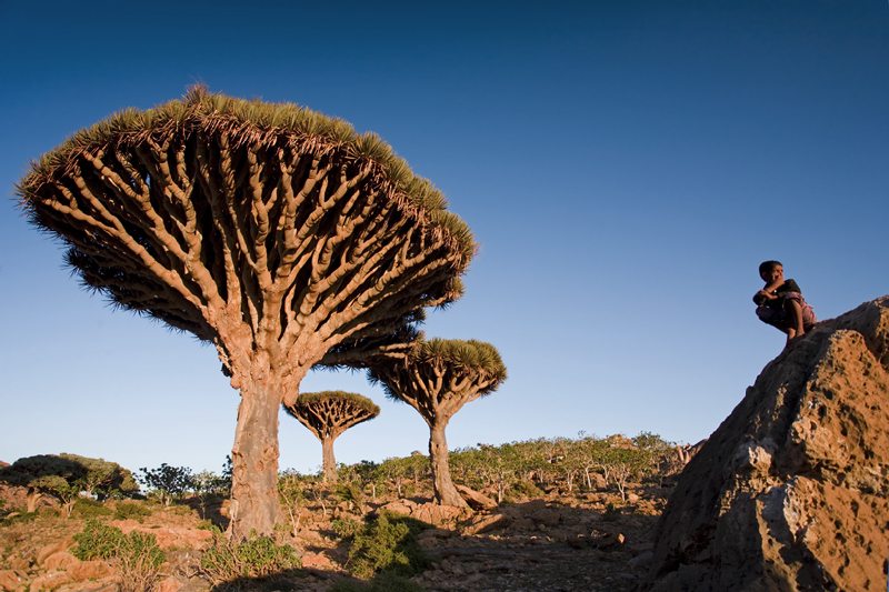 Stock image of Socotra Island - Yemen