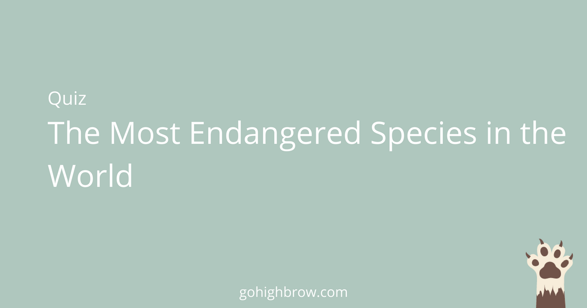 Quiz | The most endangered species in the world | Highbrow